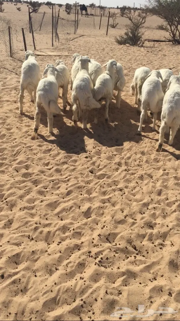 بهم للبيع  (image 3)