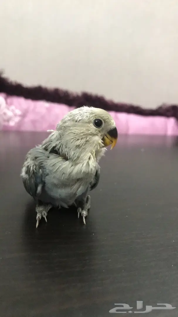 فرخين روز غر  (image 2)