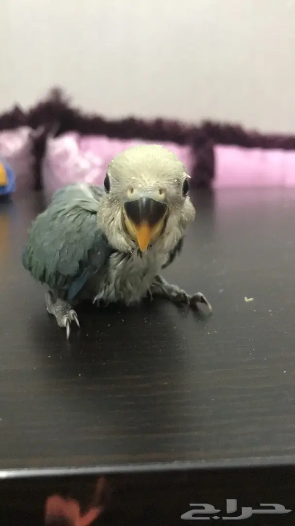 فرخين روز غر  (image 5)