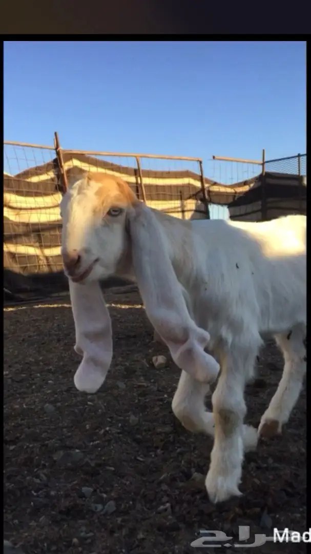 جفر مشروع فحل فريد من نوعه