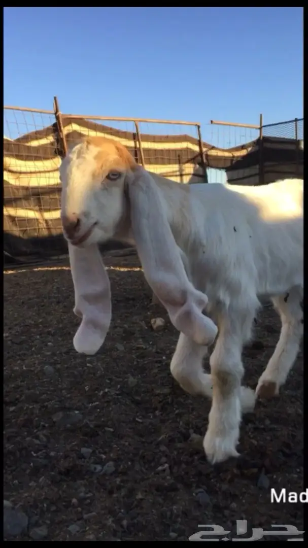 جفر مشروع فحل فريد من نوعه (image 1)