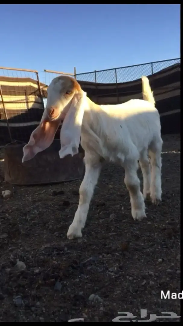 جفر مشروع فحل فريد من نوعه (image 2)