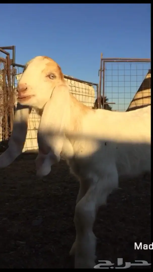 جفر مشروع فحل فريد من نوعه (image 3)