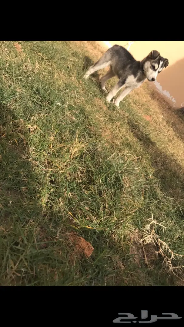 هاسكي للبيعء  (image 1)