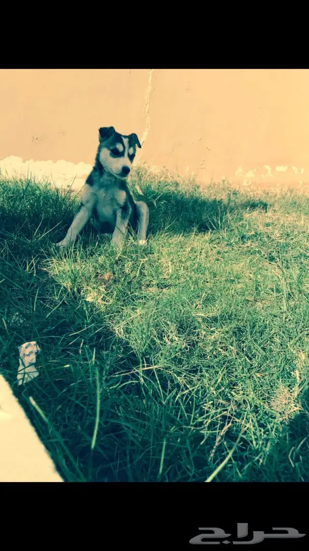 هاسكي للبيعء  (image 2)