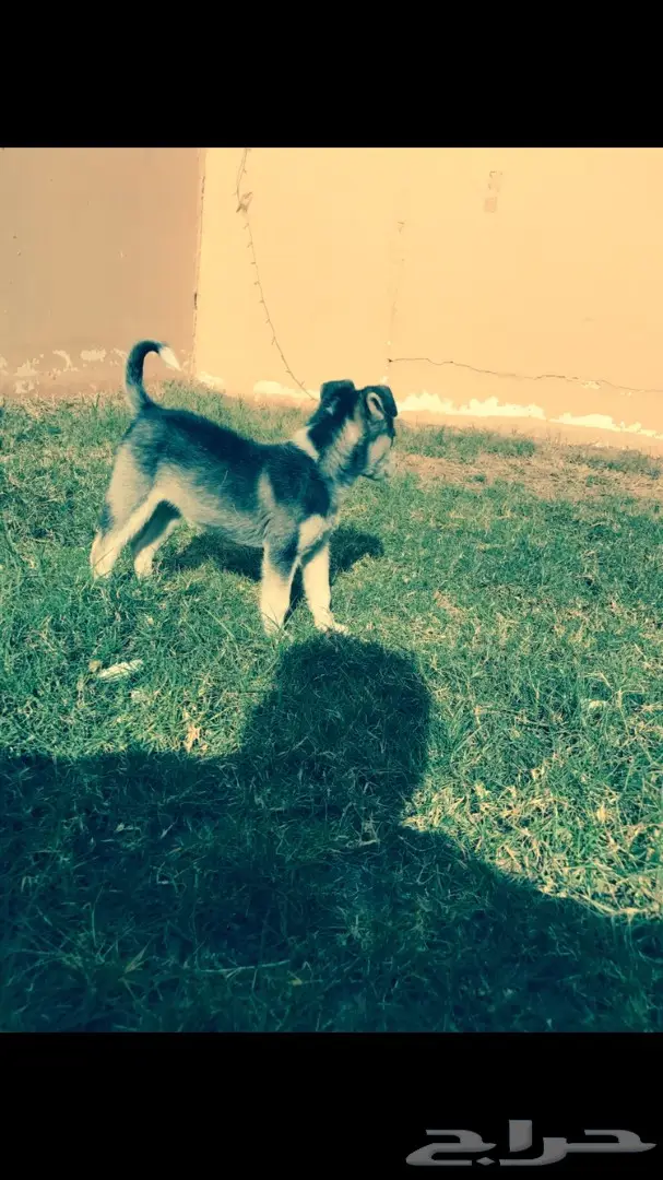 هاسكي للبيعء  (image 3)