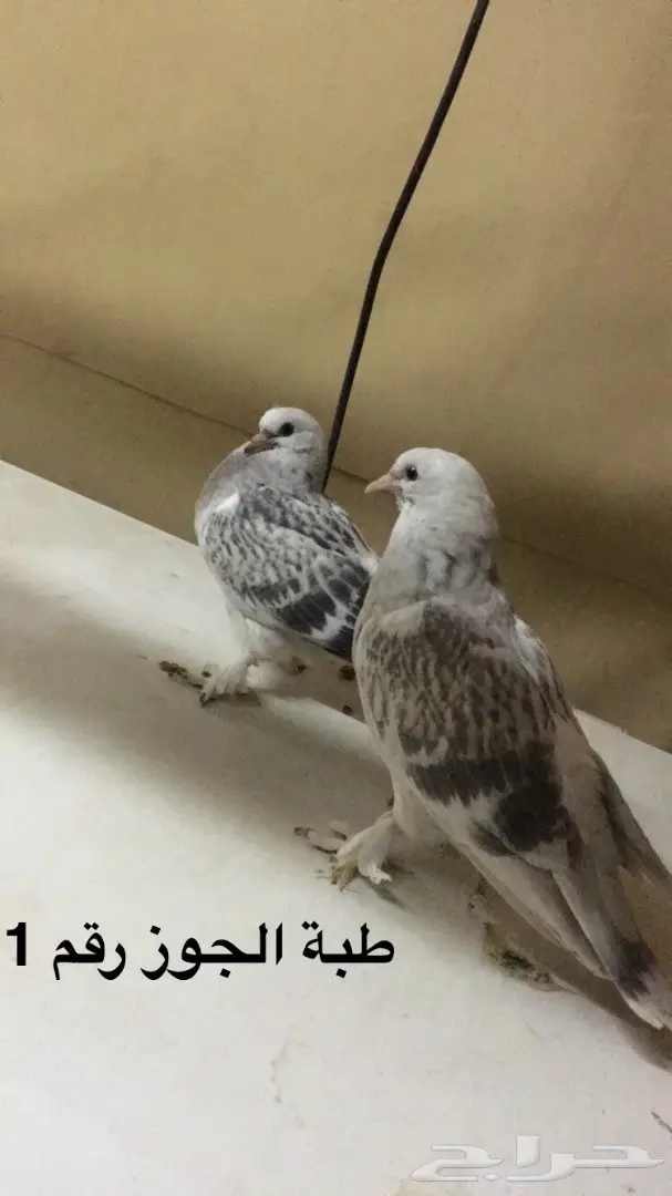 جوزين تركي  (image 1)