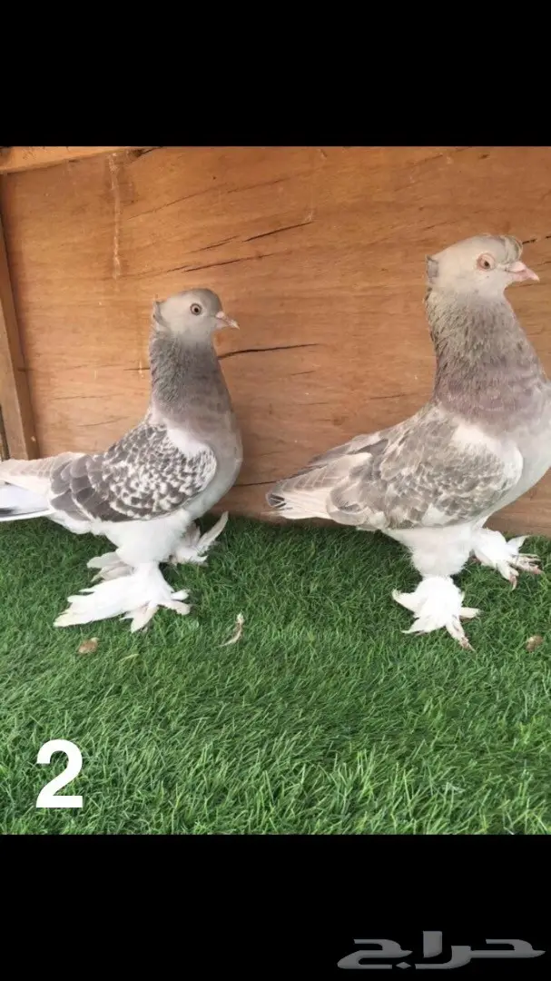 جوزين تركي  (image 2)