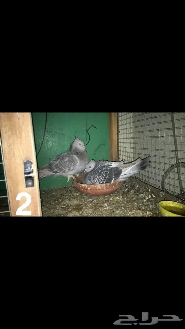 جوزين تركي  (image 3)