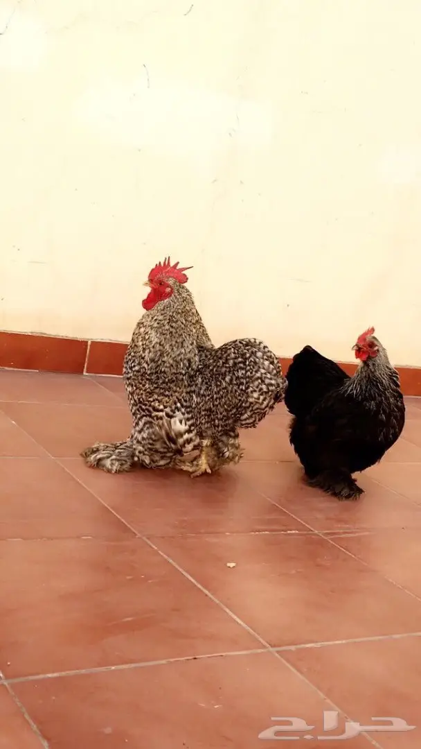 دجاج كاشن بياض - صحة ونظافة!