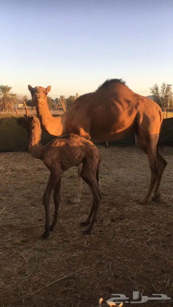 عرض لاهل الهجن حره معها حره (عيار ثقيل )