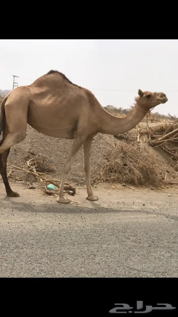 عرض لاهل الهجن حره معها حره (عيار ثقيل ) (image 1)