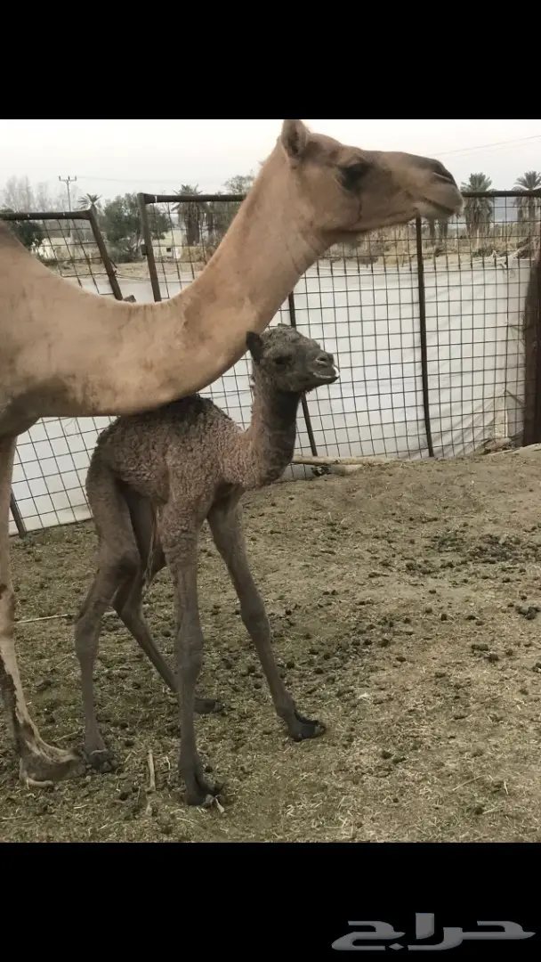 عرض لاهل الهجن حره معها حره (عيار ثقيل ) (image 2)