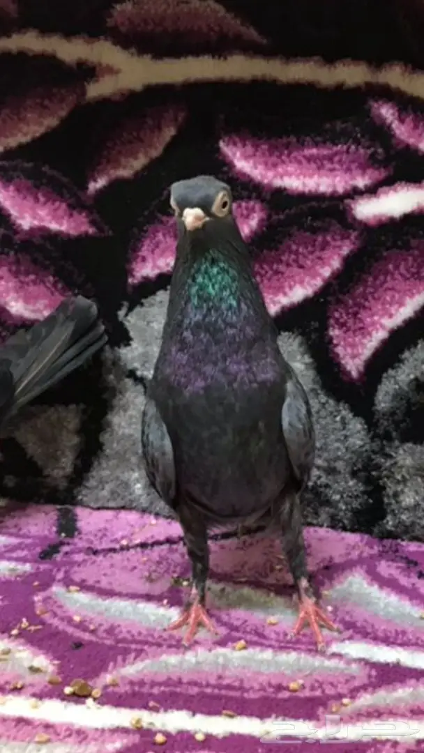 ذكور كوري  (image 1)