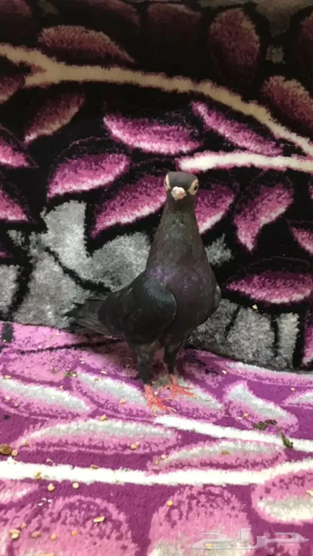 ذكور كوري  (image 2)