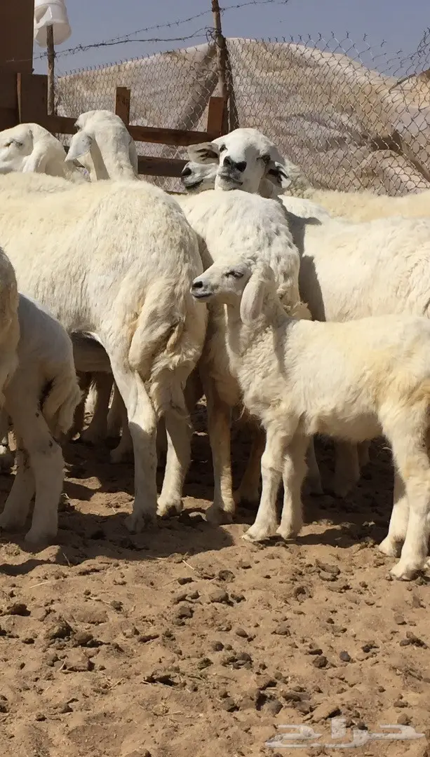 غنم حريات زينه11 تحتها7 (image 10)