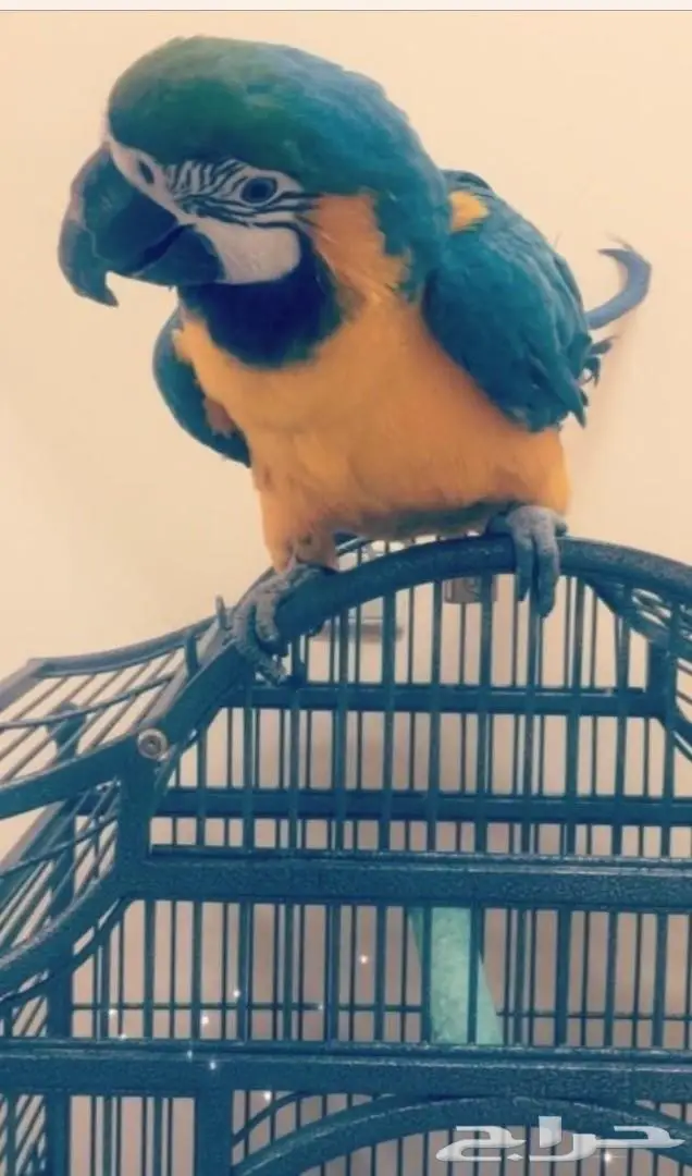 بغبغاء مكاو 