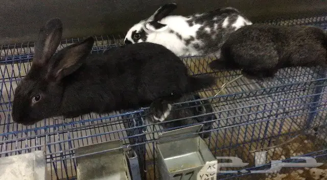 للبيع ارانب للتربية واللحم  (image 2)