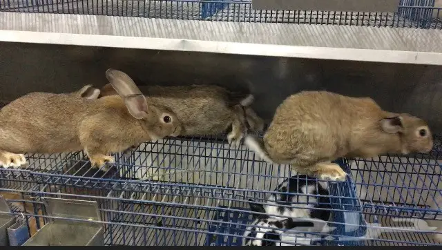 للبيع ارانب للتربية واللحم  (image 1)
