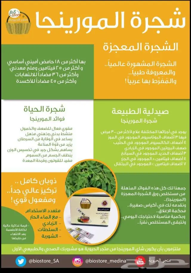 مورينجا: قوة الطبيعة لصحتك! 🌿 (image 3)