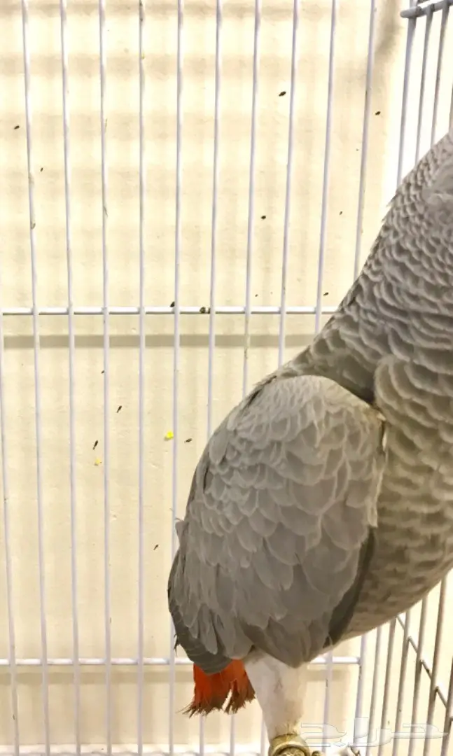 فرخ كاسكو هولندي  (image 2)