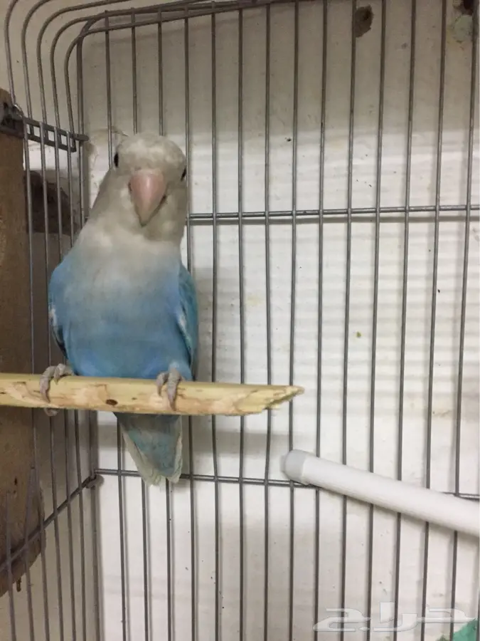 فردات روز  (image 2)