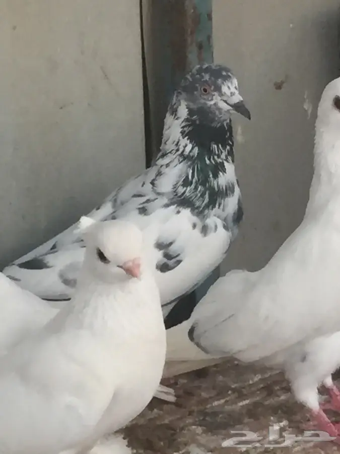 حمام للبيع - فرصة ذهبية! (image 5)