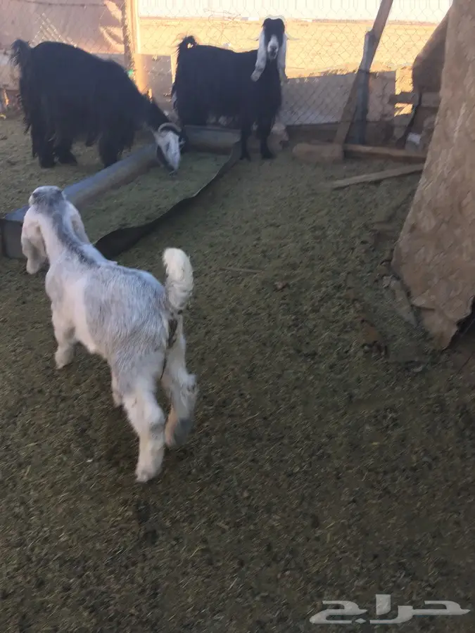 فرصة ذهبية! أجزاء سيارات ومحركات متوفرة بكميات كبيرة - سعر خاص