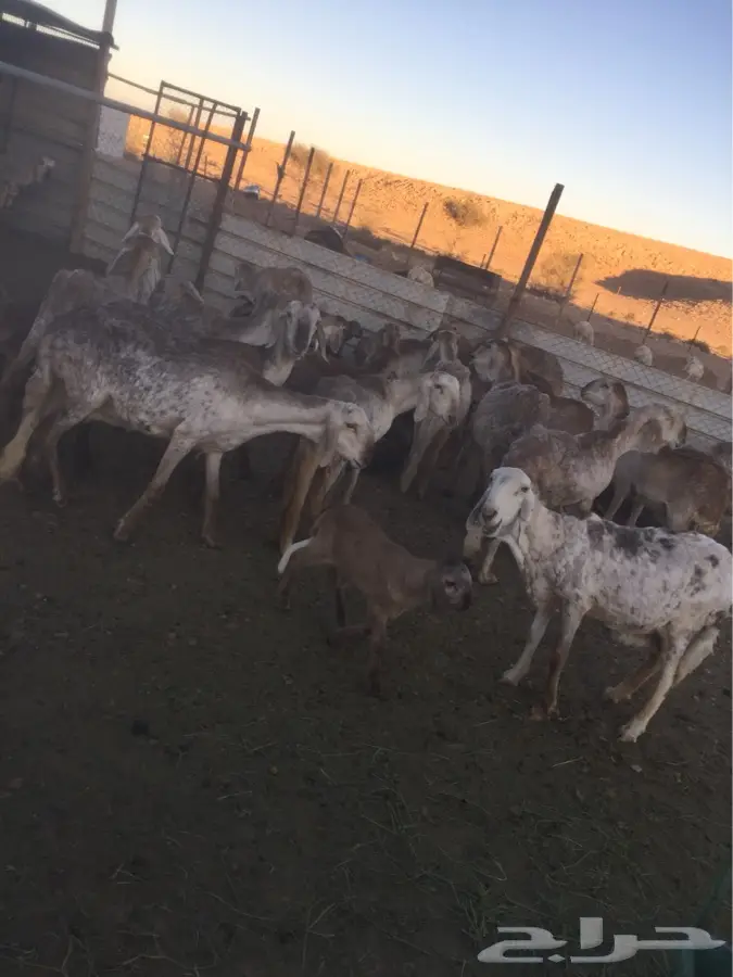 غنم سواكن العدد66 (image 5)