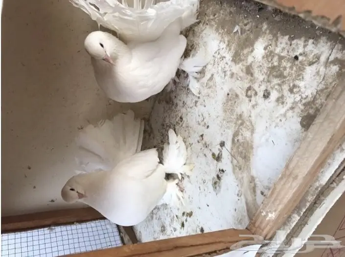 حمام رقاص (image 2)