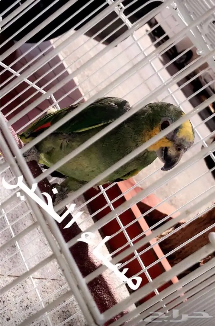 بغباء أمازوني  (image 1)