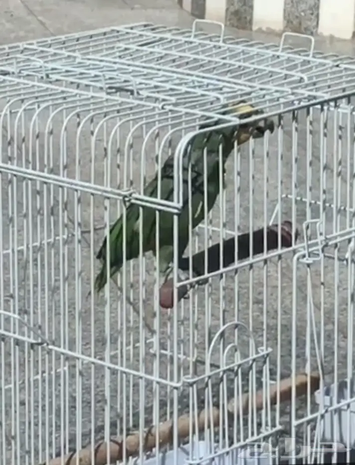 بغباء أمازوني  (image 5)