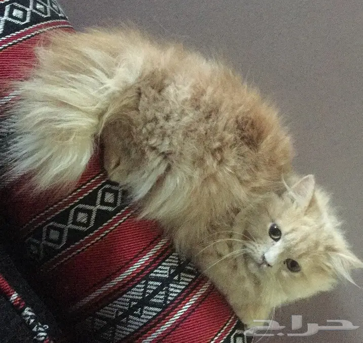 قط صغير اطراف قصيره وفرو جدا جدا كثيف (image 2)