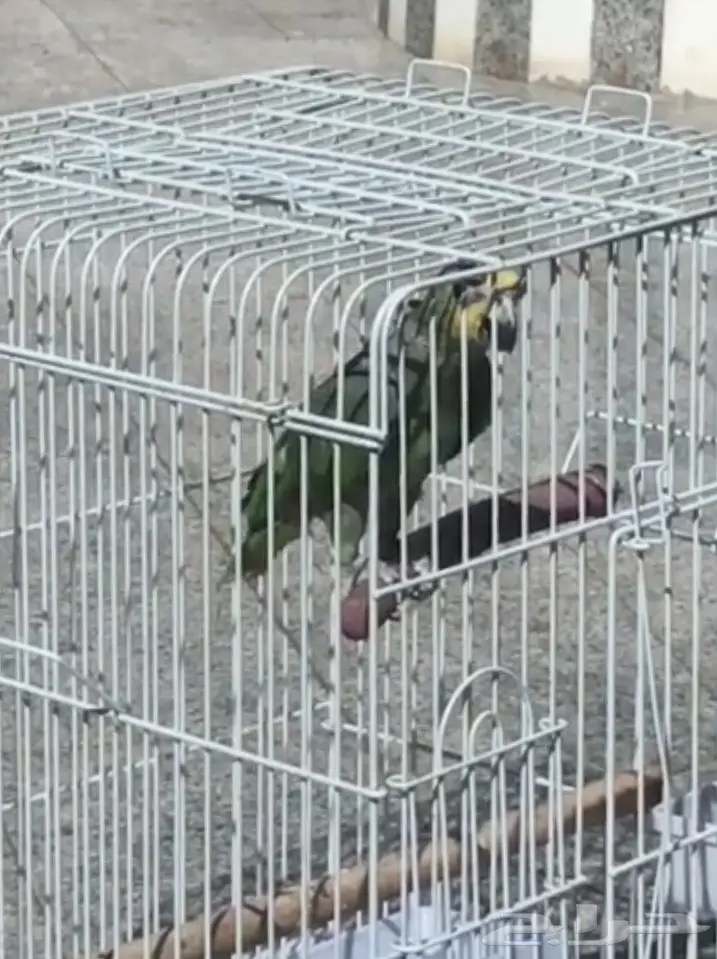 بغباء أمازوني  (image 3)