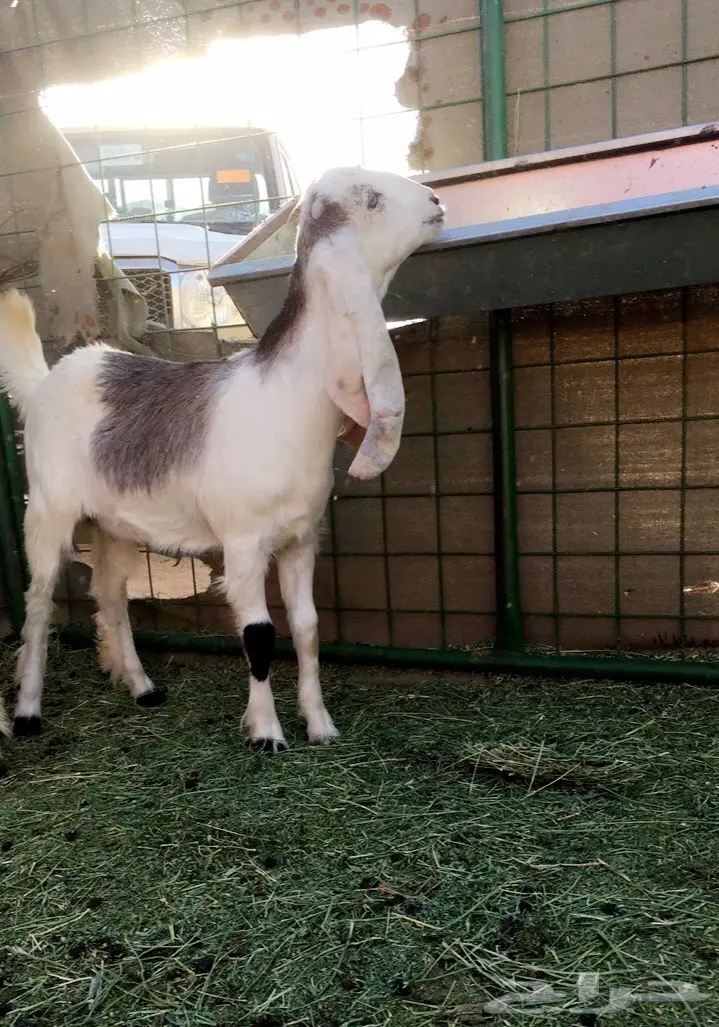 جفرات هولنديه منوة القاني