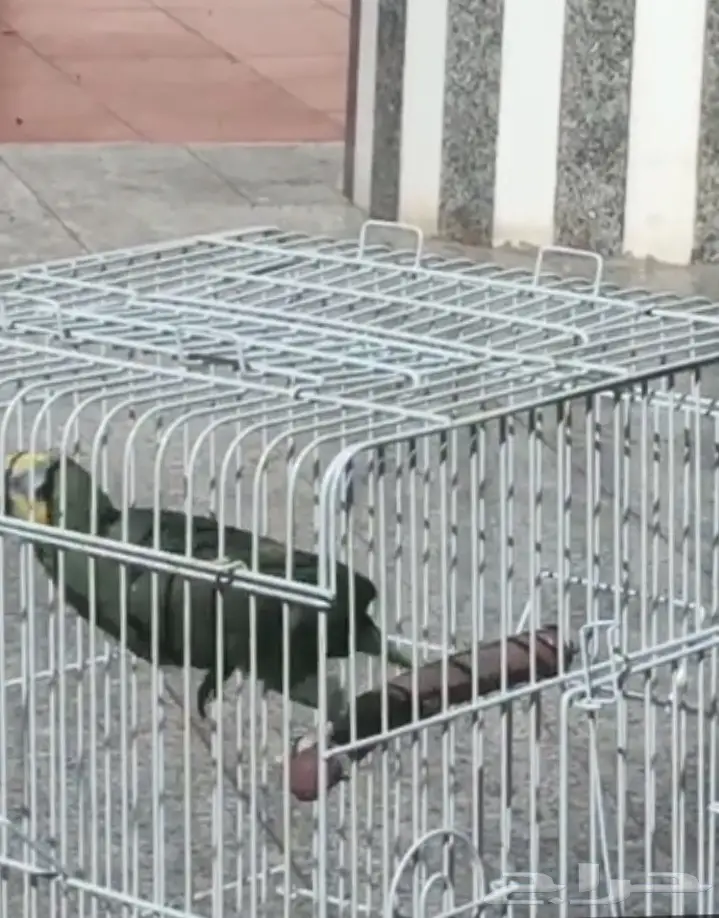 بغباء أمازوني  (image 4)