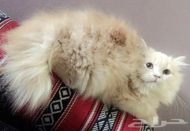 قط صغير اطراف قصيره وفرو جدا جدا كثيف (image 6)