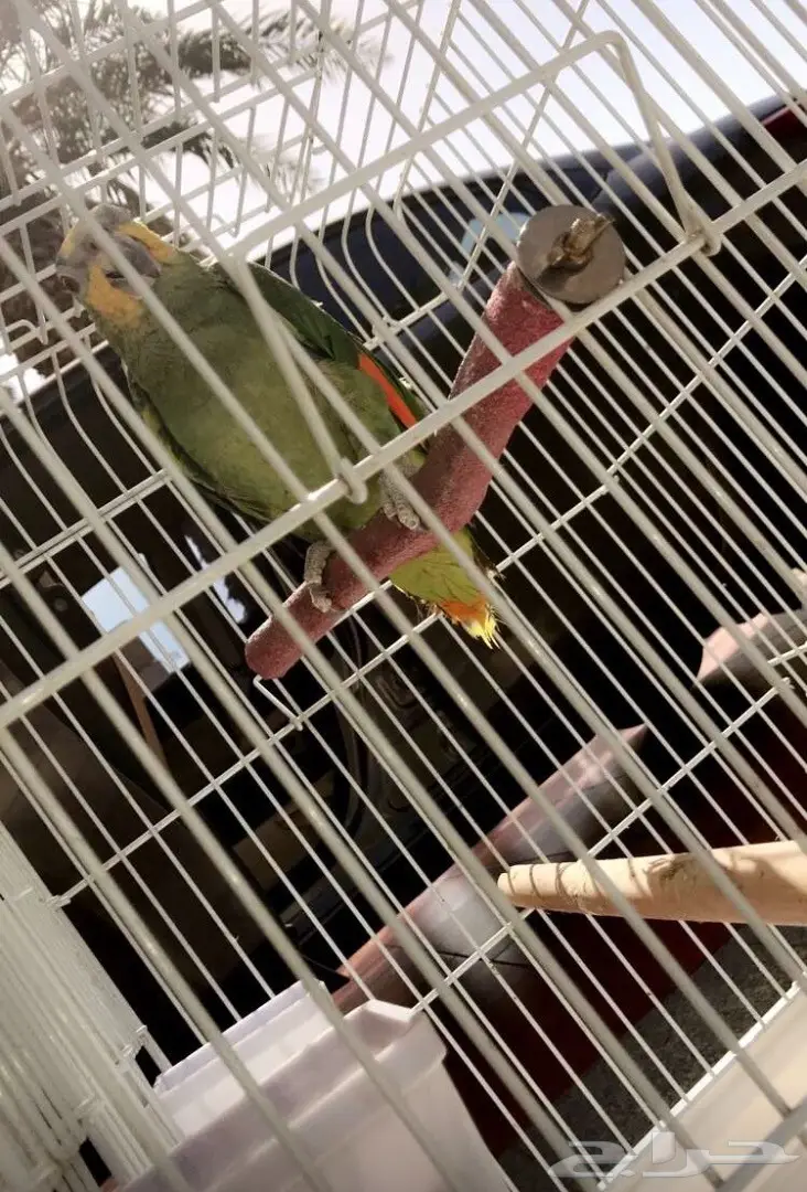 بغباء أمازوني  (image 2)