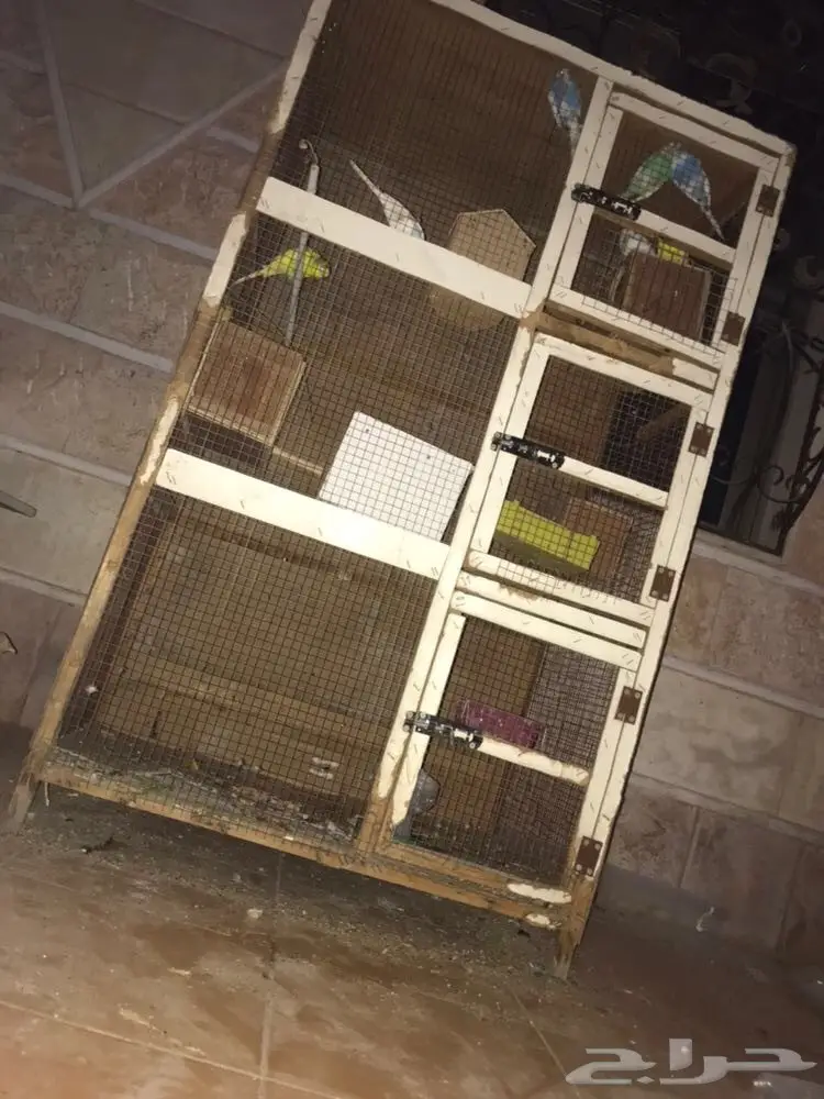 للبيع ثلاثه اجواز وذكر طيور حب مع قفص كبير 