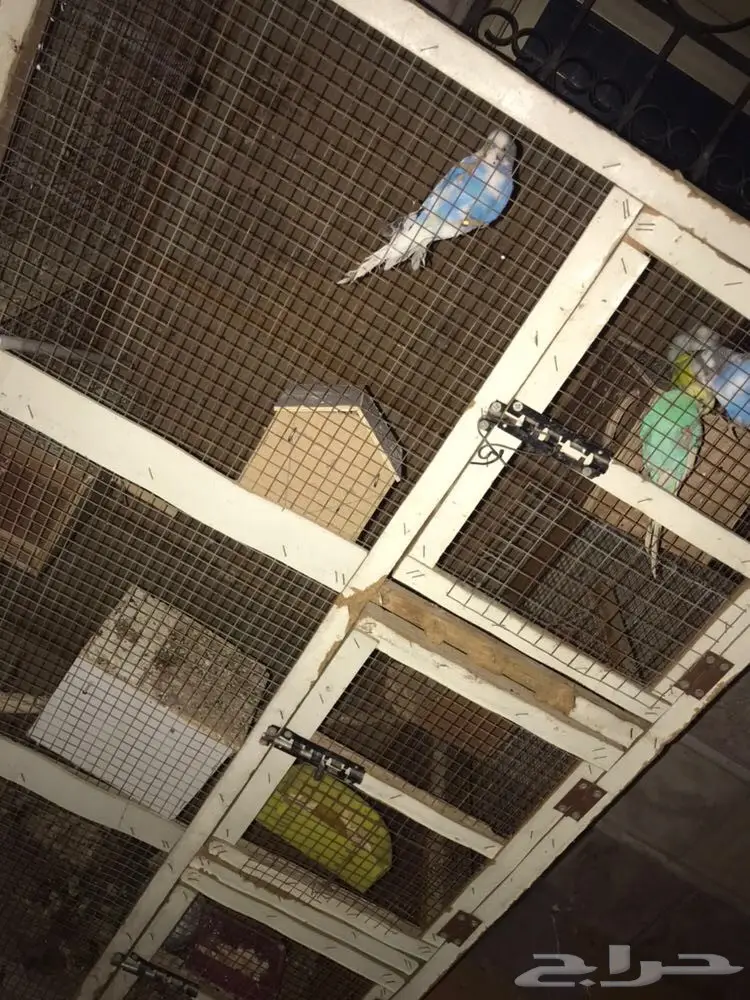 للبيع ثلاثه اجواز وذكر طيور حب مع قفص كبير  (image 1)