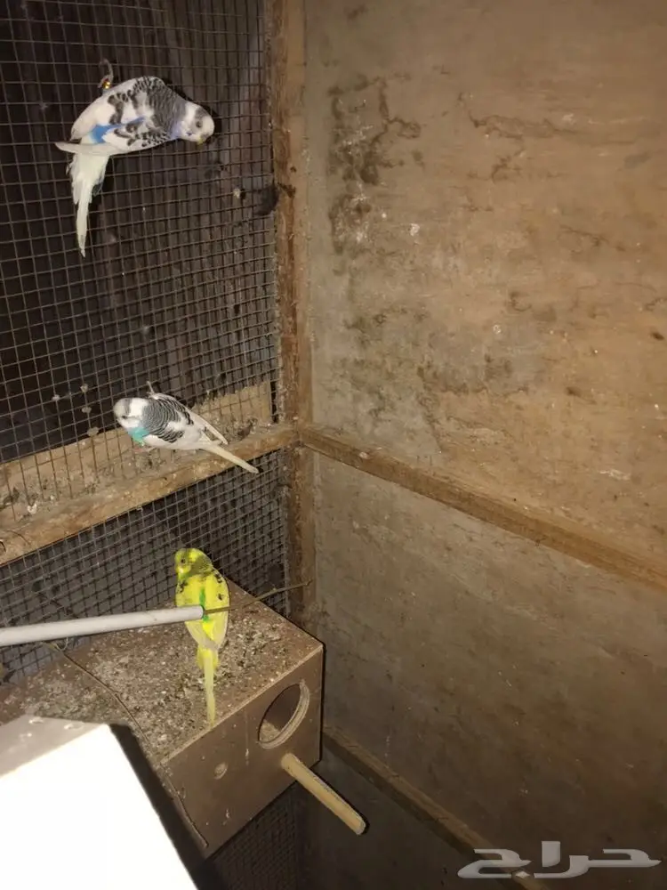 للبيع ثلاثه اجواز وذكر طيور حب مع قفص كبير  (image 2)