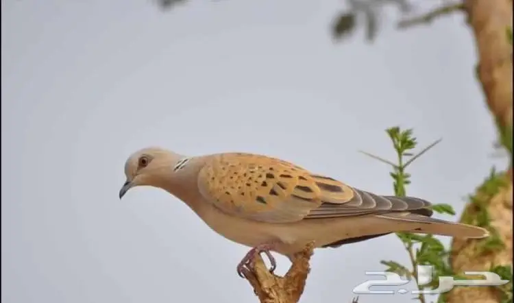 قميري منتج للبيع