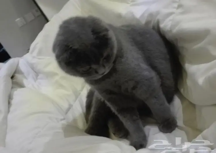 قطه سكوتش فولد (image 1)