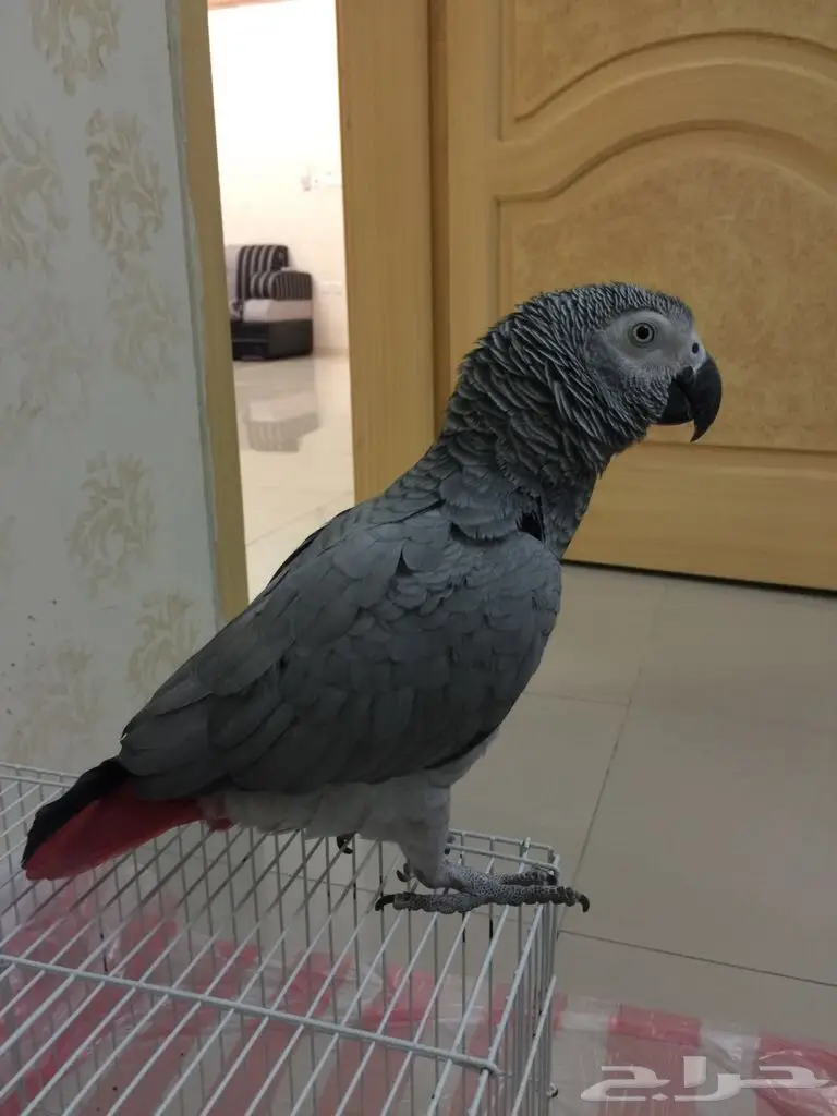 بغبغاء كاسكو