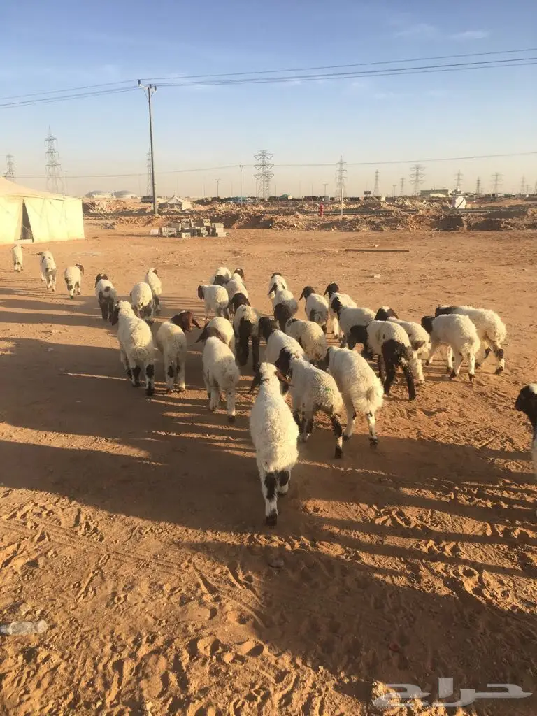 هرافي نعيم (image 6)