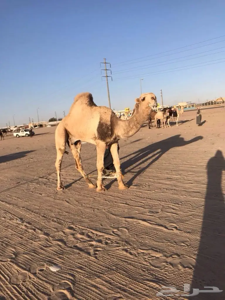 قعود ثني (image 1)