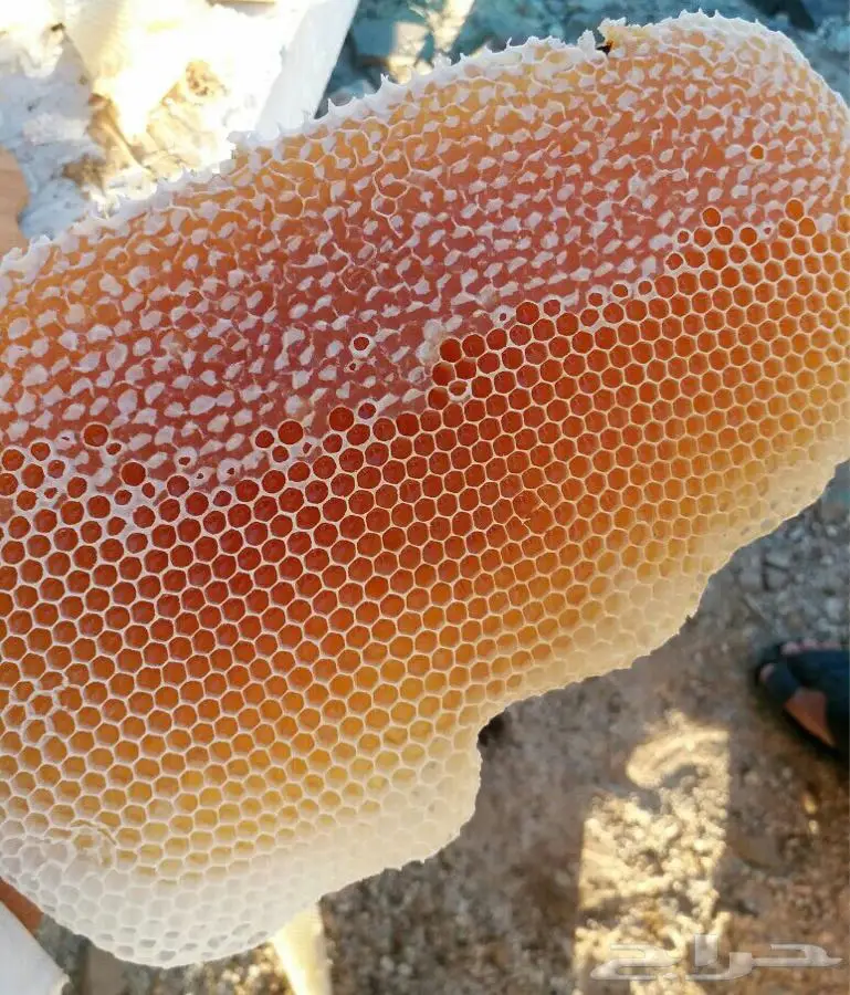 عسل سدر أصلي ومضمون (image 6)