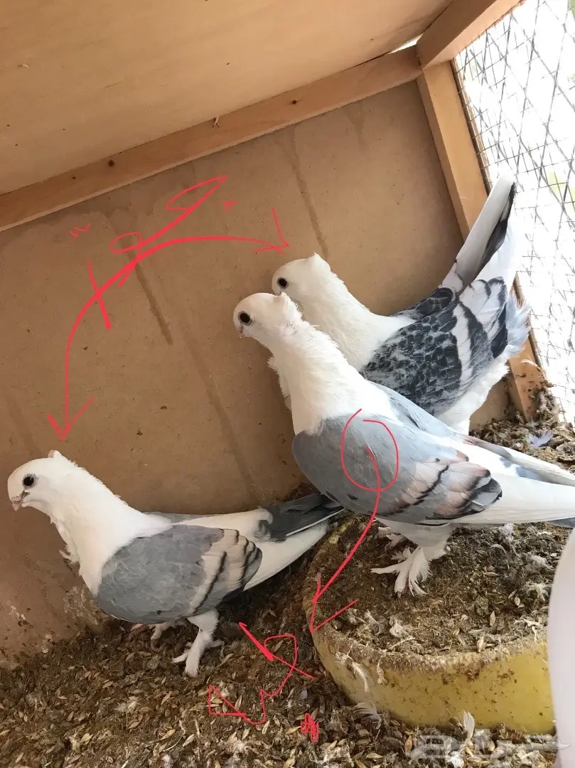 جوز حب رمان مع طبه وفرخ 