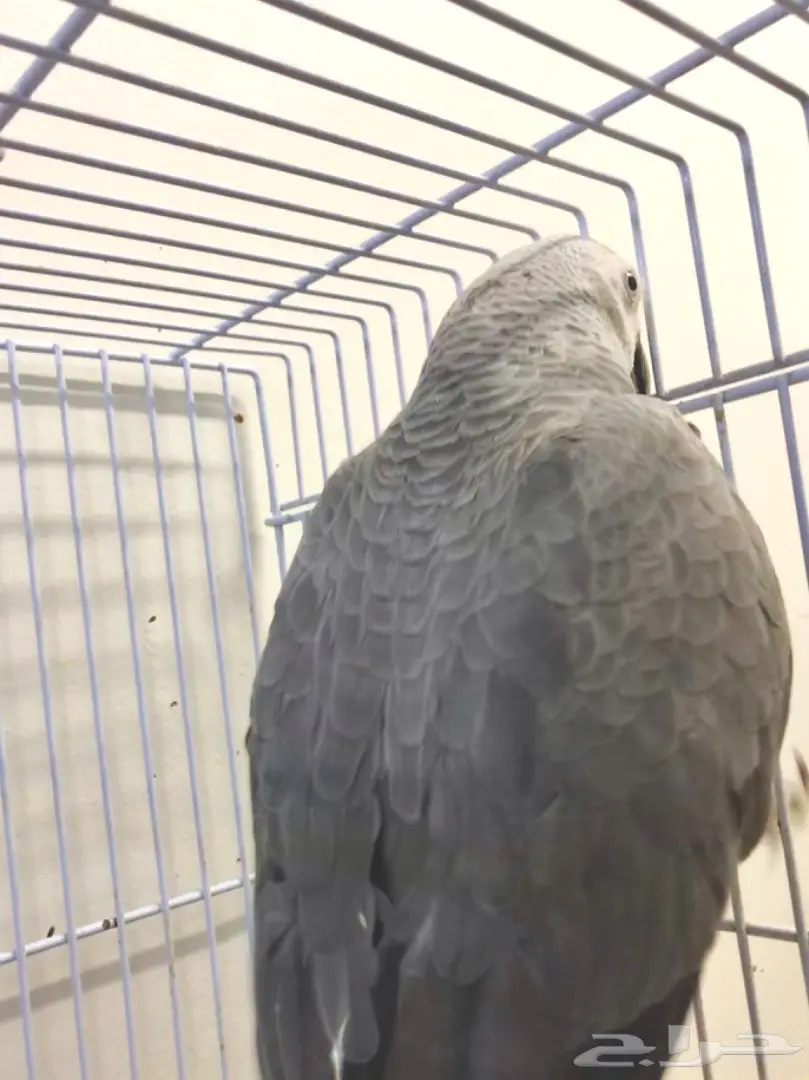 فرخ كاسكو هولندي  (image 5)