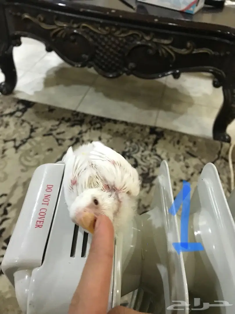 فروخ روز غر مشروع هددد